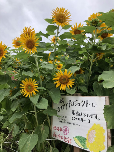 0721（ひまわり：西海市）.jpg