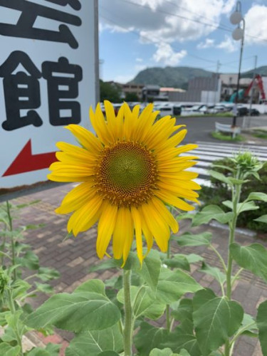 佐々町商工会 ひまわり③.jpg
