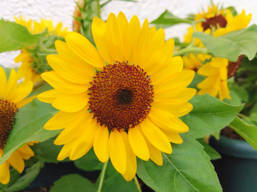 佐々町商工会女性部