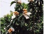 茂木びわ