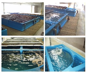 漁協様荷捌所活魚水槽