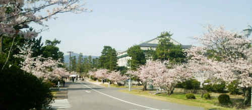 sakura-road.jpg
