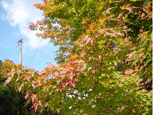 よか湯の紅葉たち