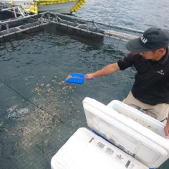 投餌3.jpg