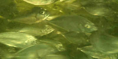 Videotogif (32).gif