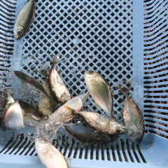 sima2.jpg