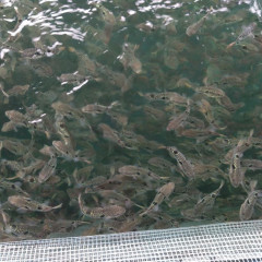 フグ稚魚1.jpg