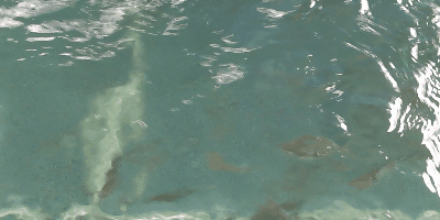 Videotogif (43).gif