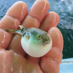 フグ稚魚2.jpg