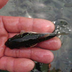フグ稚魚5.jpg