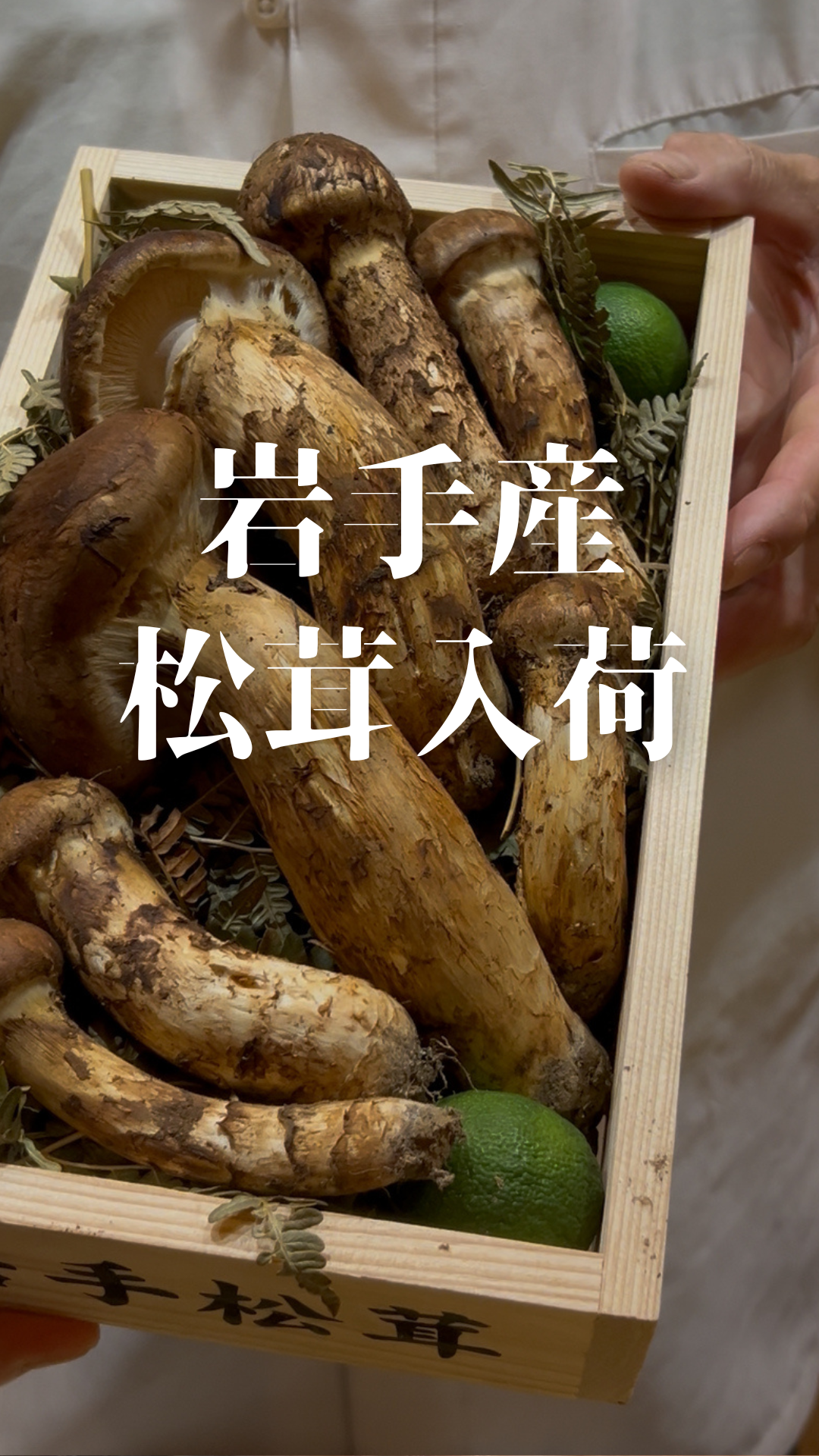 18日より岩手直送　松茸入荷します。