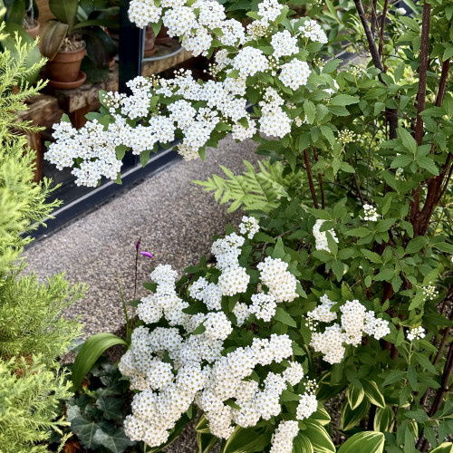 IMG_3473.jpeg