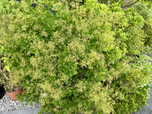 IMG_3626.jpeg