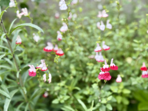 IMG_3696.jpeg