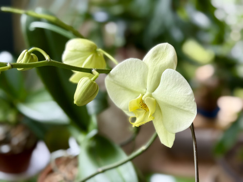 🌼