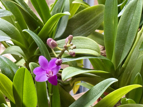 🌺