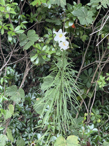 IMG_4605.jpeg