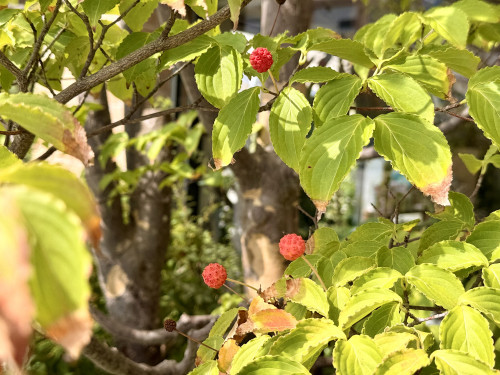 🍎