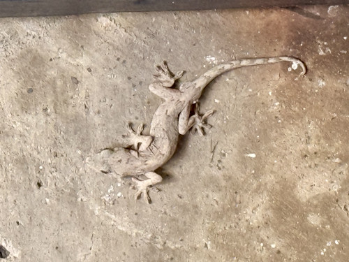 🦎