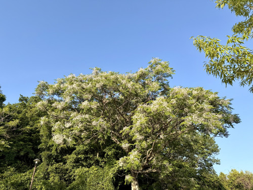 IMG_7194.jpeg