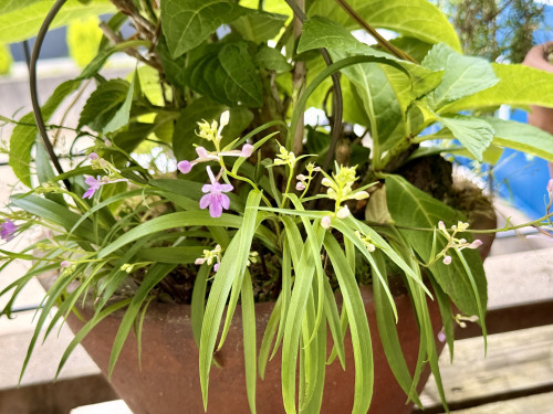 🌷