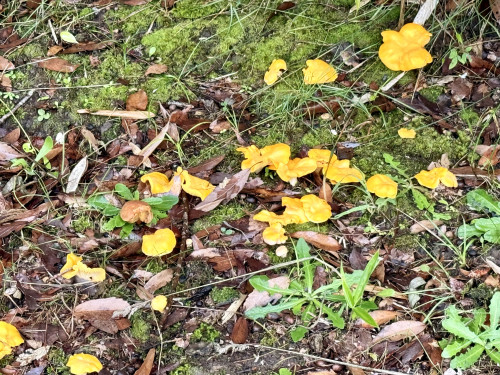 IMG_7494.jpeg