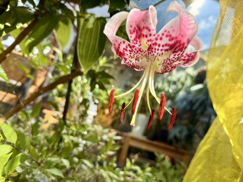 🌷