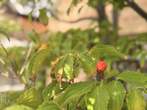 🍂🍎
