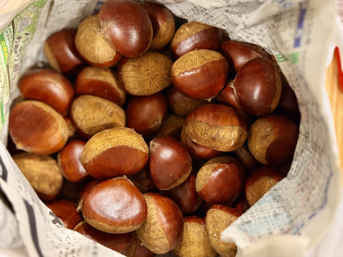 🌰
