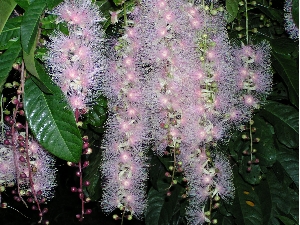 さわふじまつり開催 西原町商工会