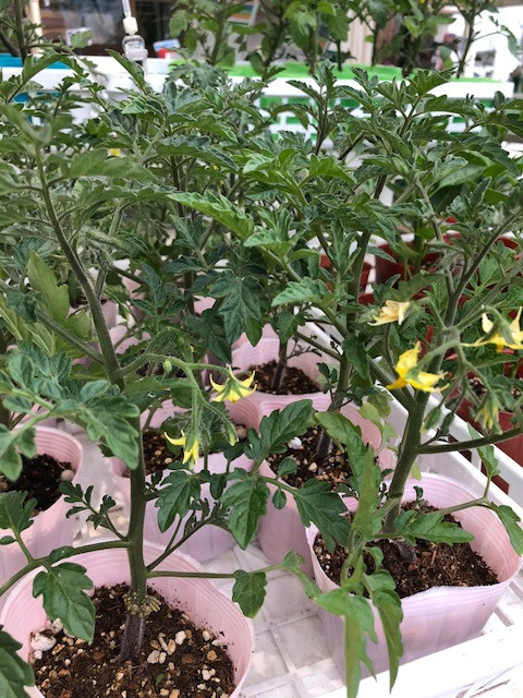 おすすめのミニトマト苗のご紹介です 郡山種苗園