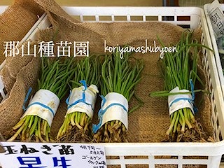 玉ねぎ販売についてのお知らせ。