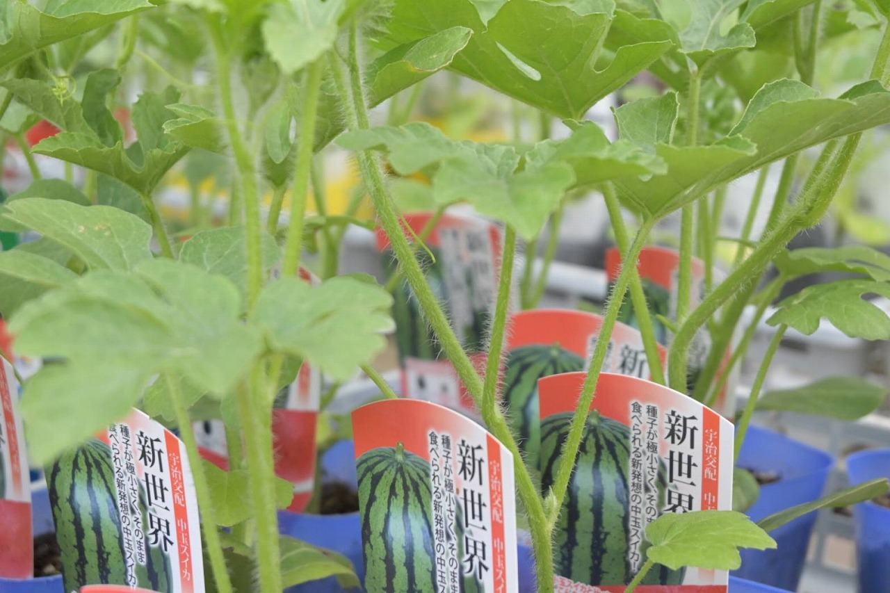 夏野菜苗販売中です。