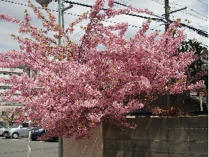 駐車場前の民家の「河津桜」が見頃です