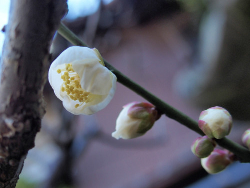 「白梅」今年最初の開花です