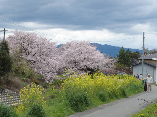 粟原川土手での桜、菜の花とのコラボで・・・