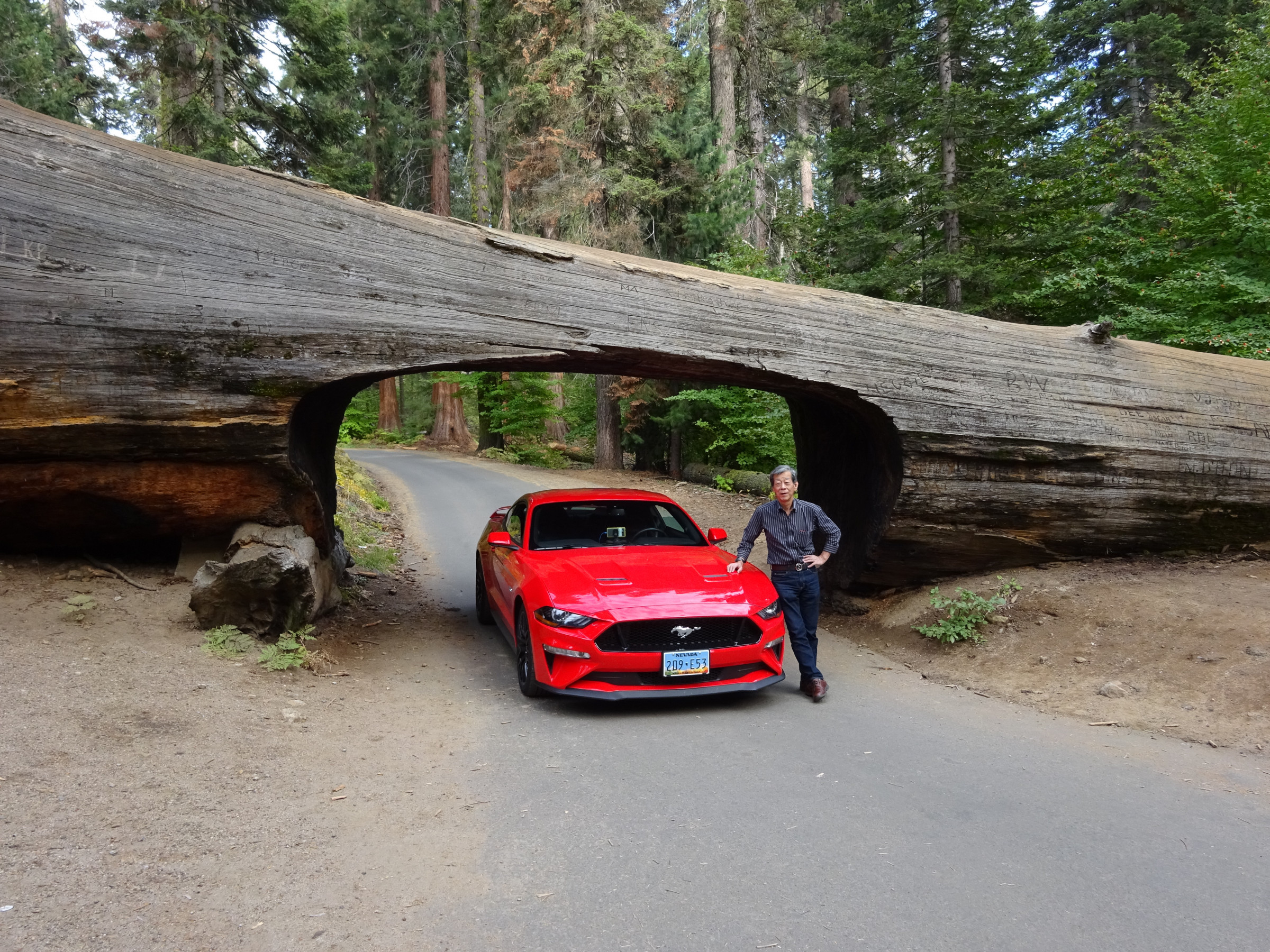 Sequoia NPの一コマ、幾多の時間をかけて作られてきた自然、数百年の知識で自然を解ったつもりで相手にしているのは人間のおごり?　もっと素直になろうよ