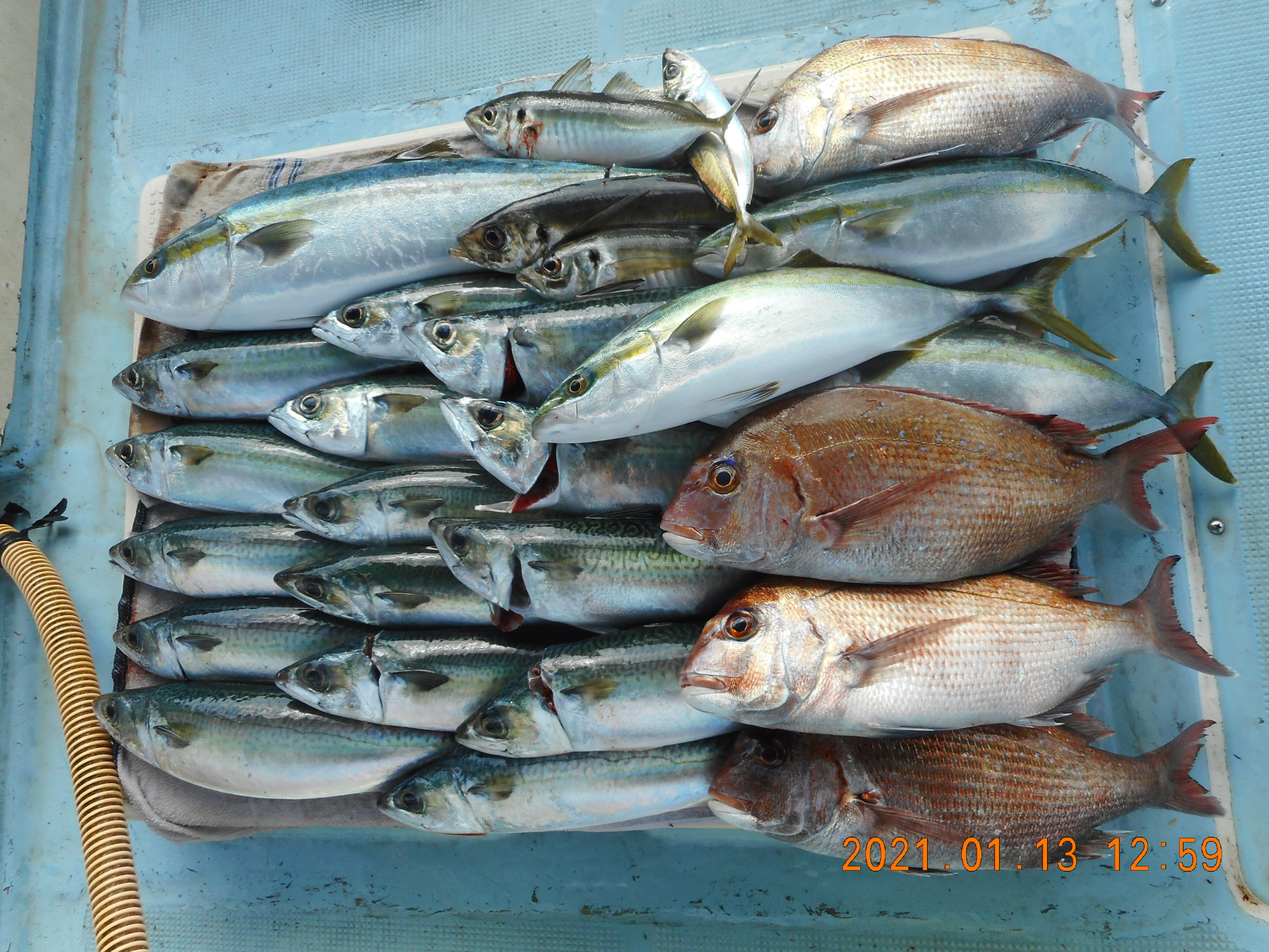加太の真鯛釣りで大型寒サバ入れ喰い