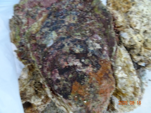 DSC06573.JPG