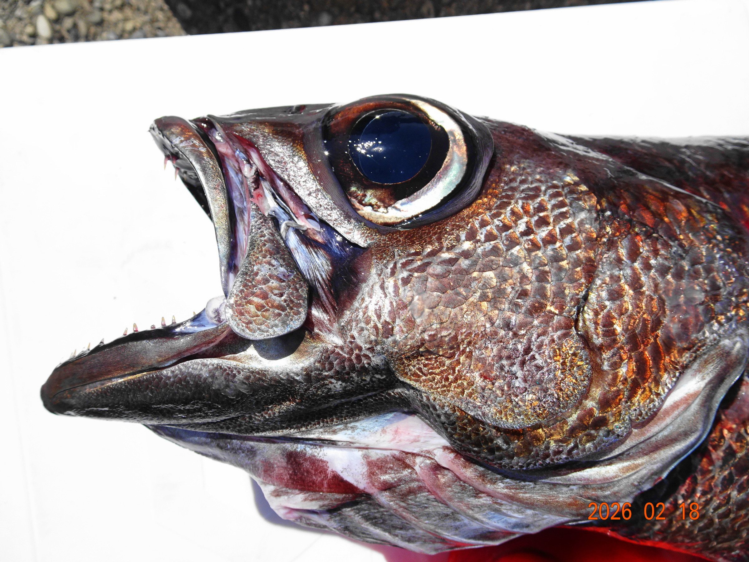 メタリックな輝きの深海高級魚クロムツ