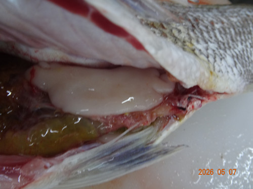 DSC03325.JPG