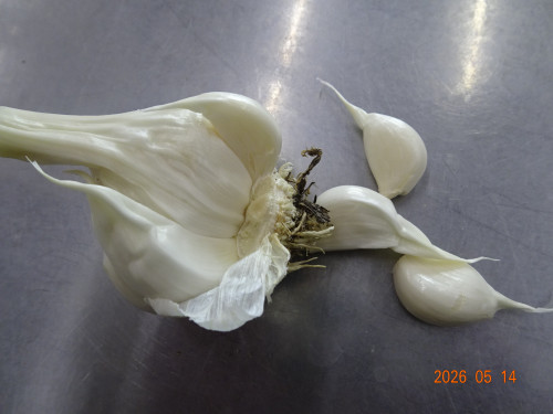 DSC03520.JPG