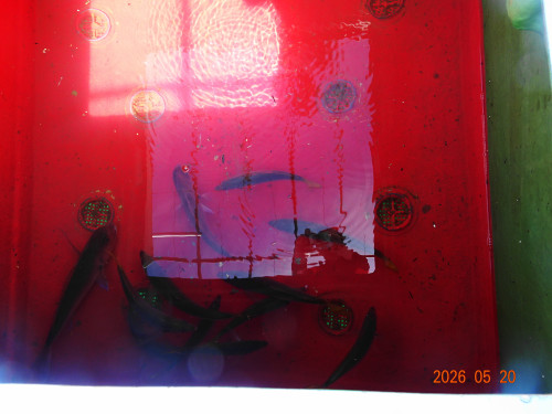 DSC03692.JPG