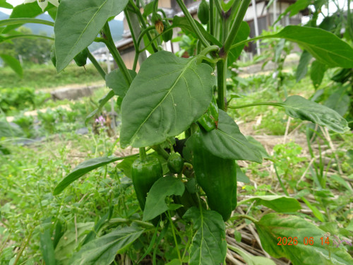 DSC04538.JPG
