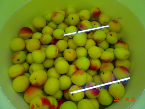 DSC04721.JPG