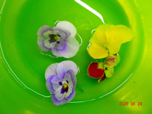 DSC04837.JPG