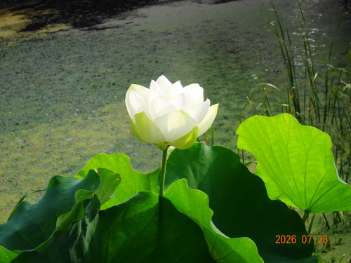 DSC05477.JPG