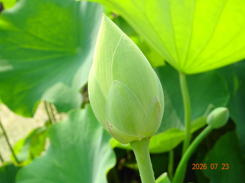 DSC05478.JPG