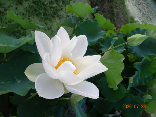 DSC05622.JPG