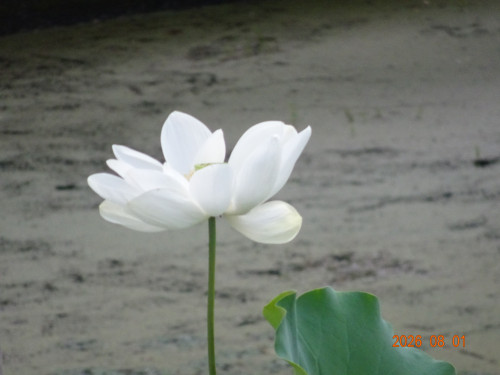 DSC05724.JPG